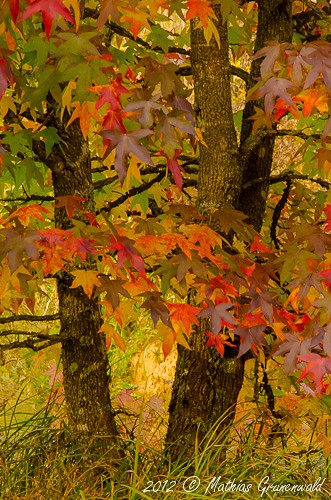 L'automne et ses couleurs... [Photos prises ce jour x2] Automn11