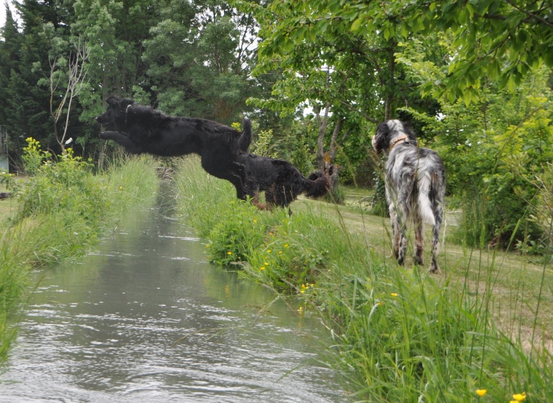 le jeu de "saute ruisseau" 01510