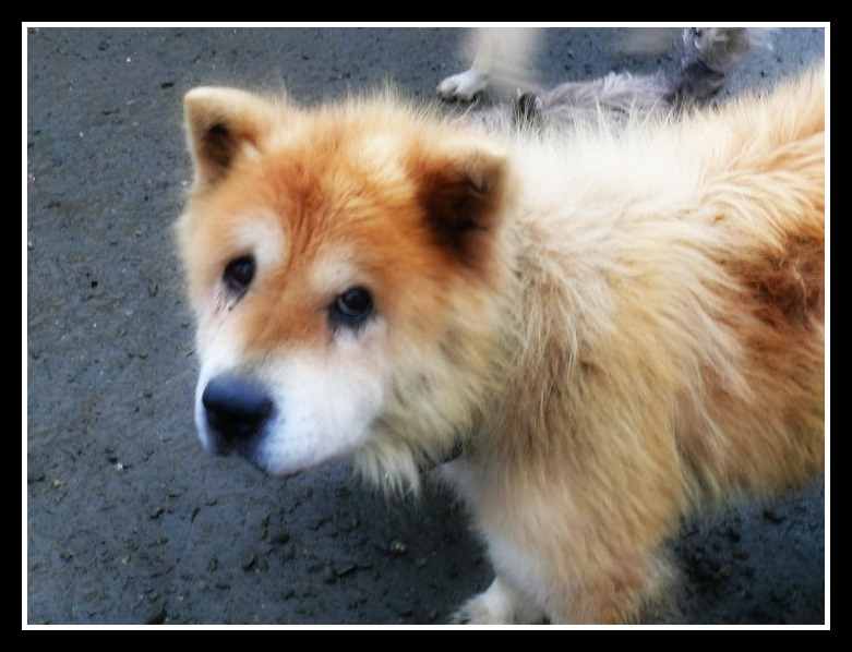 XENA FEMELLE CHOW CHOW 9 ANS 1/2 (29) Xena10