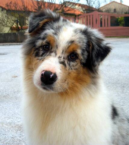 Chiot Berger Australien Bleu Merle 5 Mois