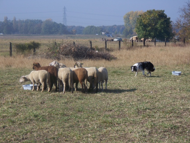 photos - Concours photos : " Attitude au travail sur troupeaux d'ovins " - Page 2 100_1766