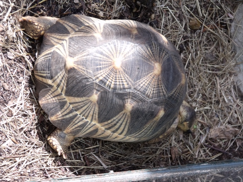 Photos tortues du zooparc de beauval Dscf4913