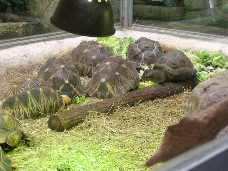 Photos tortues du zooparc de beauval Dscf4915
