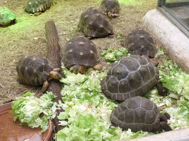 Photos tortues du zooparc de beauval Dscf4918