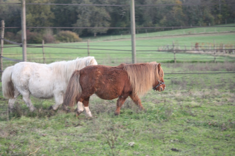 Poly, shet 11 ans (FA Lubberd) à adopter avec Neige !  - Page 2 Img_9330