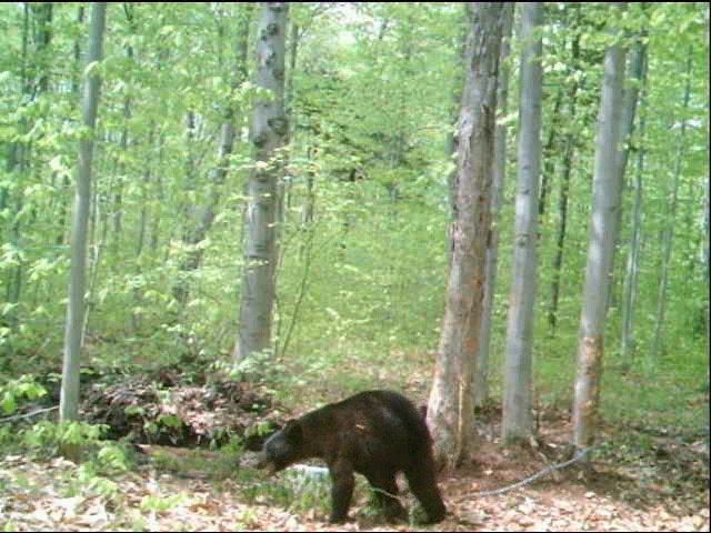 SAISON 2011 DE RÊVE À L'OURS 2de3ra10