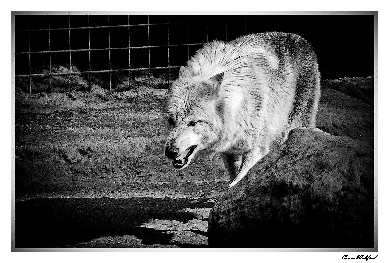 Wolf Crw_1410