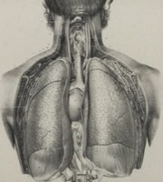 [Cours I-A] L'anatomie - Les Organes 21675_10