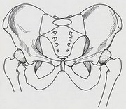  [Cours I-B] L'anatomie - Le squelette 300px-10