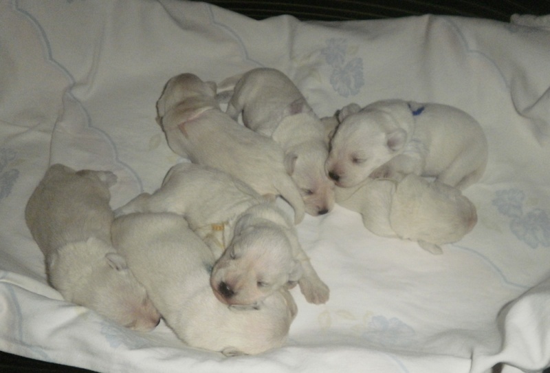 White mini puppies   12_den13