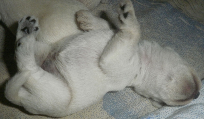 White mini puppies   12_den14