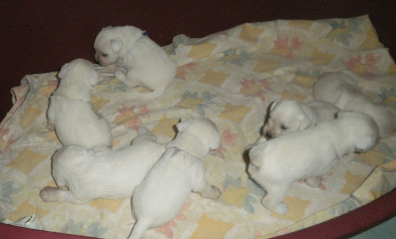 White mini puppies   3_tade10