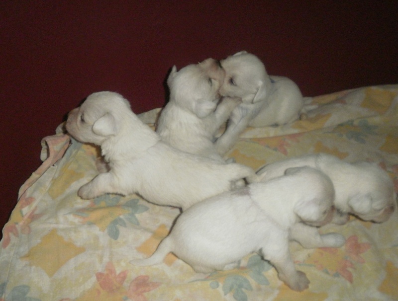 White mini puppies   3_tade13