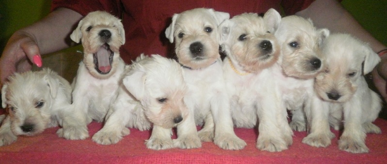 White mini puppies   4_tyde10