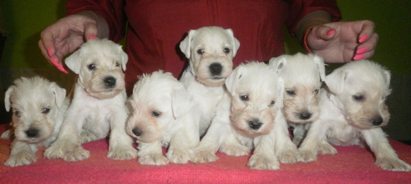 White mini puppies   4_tyde11
