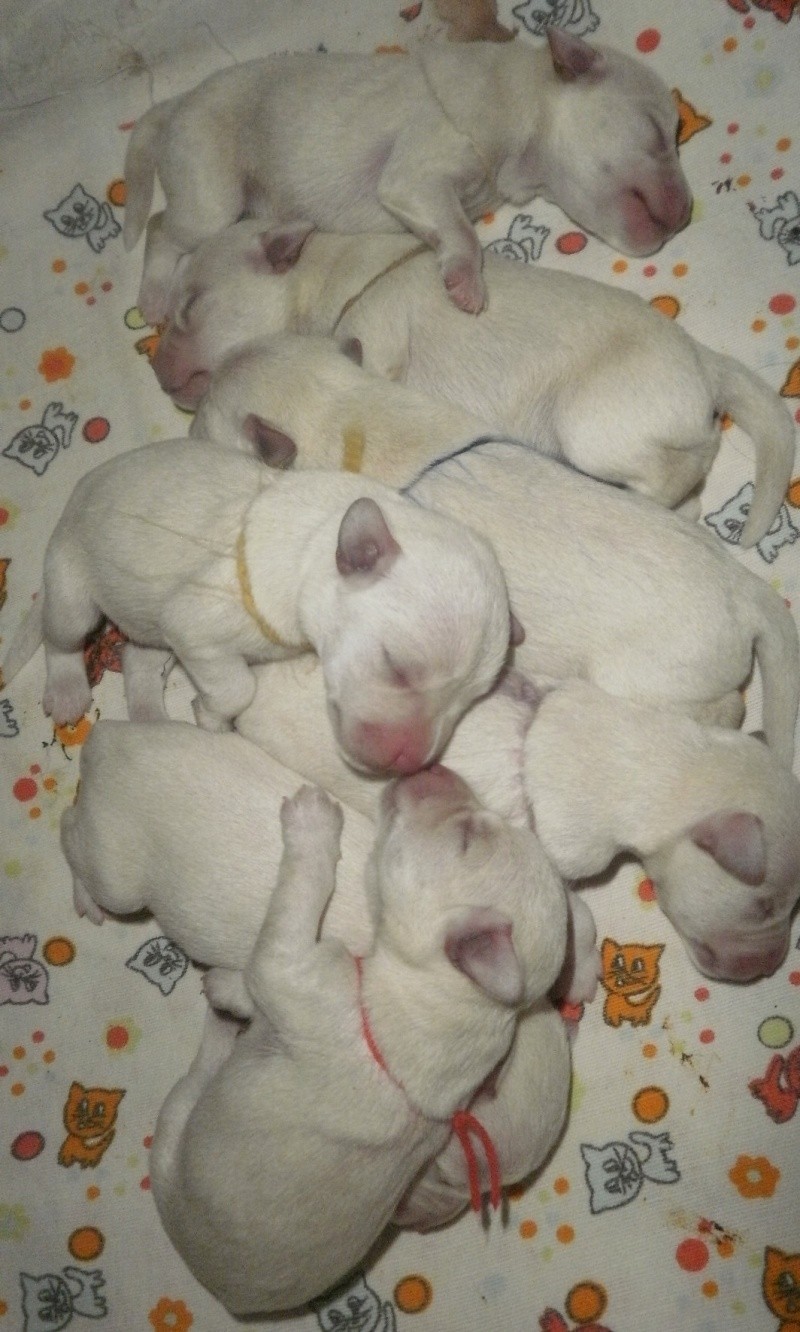 White mini puppies   Pa100010