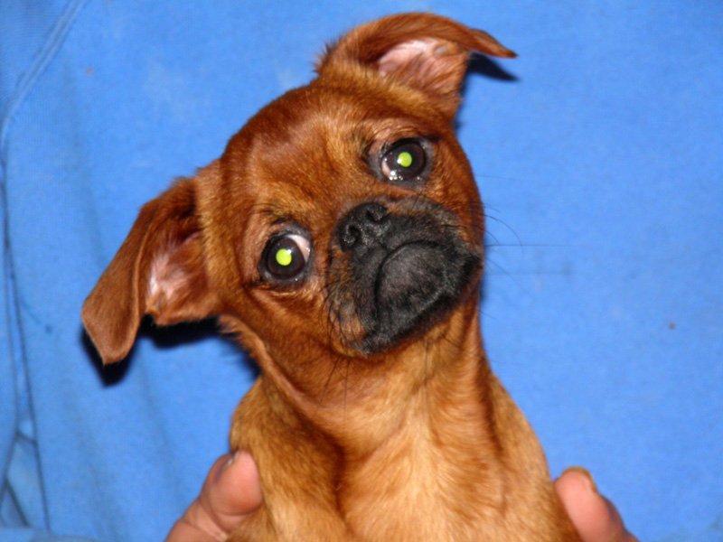 LES CHIOTS DISPONIBLE A L'ELEVAGE DU DOMAINE DES COTIERES P2090018