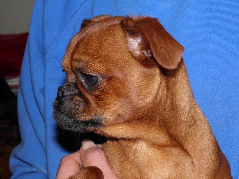 LES CHIOTS DISPONIBLE A L'ELEVAGE DU DOMAINE DES COTIERES P2090019