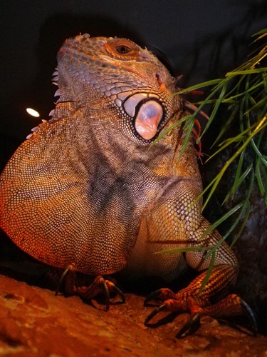 Iguana rhinolopha rouge Photo_15