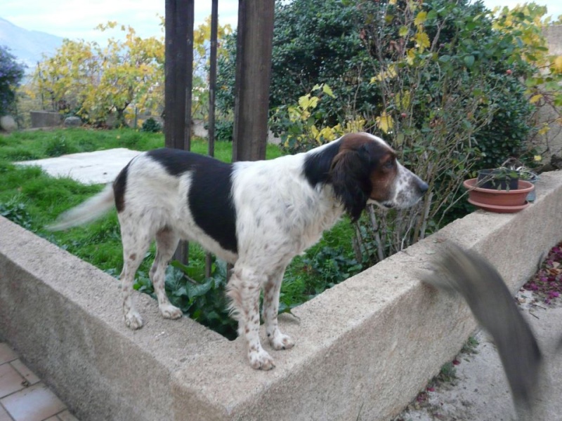 !!! URGENCE !!! 4 chiens enfermés dans un garage sur Ajaccio Vailla10