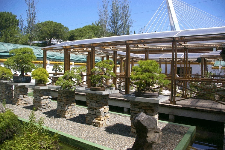 Bonsai Museum Marbella Imgp7116