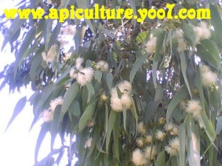 فطريات تأتي على أشجار الكاليتوس وتهدد نشاط تربية النحل Kalipt10