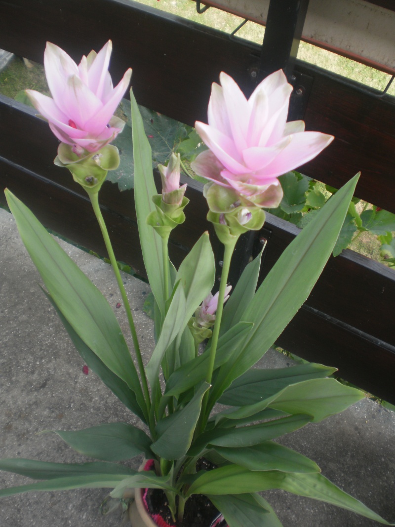 tulipe de thailande P7300112