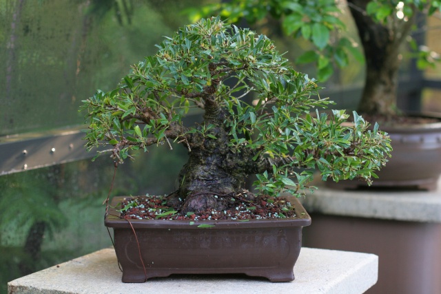 Sumo Shohin Willow Leaf Ficus - Page 2 Cuttin12