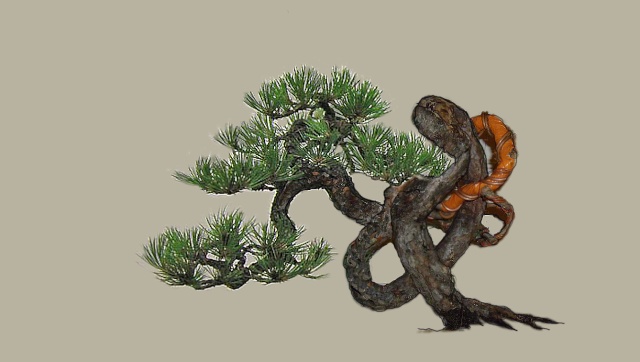 Knot pine style - Page 2 Law_tr12