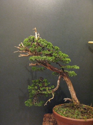 juniperus chinensis--->>>>>>>> evolution of a Juniperus chinensis over 3 years. Morgan10