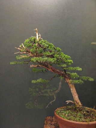 juniperus chinensis--->>>>>>>> evolution of a Juniperus chinensis over 3 years. Morgan11