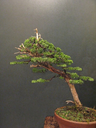 juniperus chinensis--->>>>>>>> evolution of a Juniperus chinensis over 3 years. Morgan12