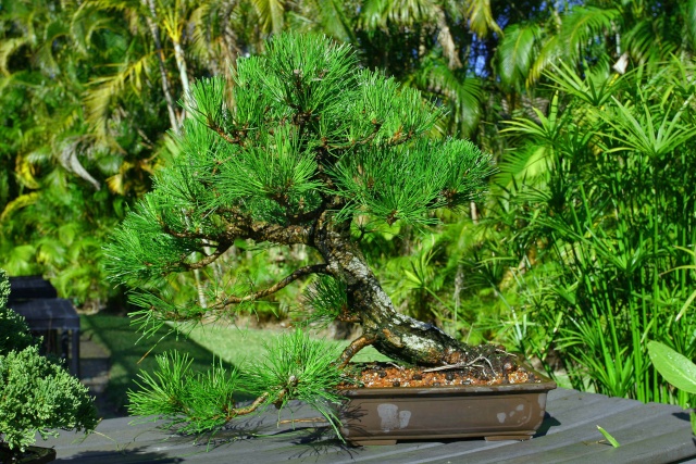 Pinus elliottii - Pinus elliottii var. densa  Slash_10