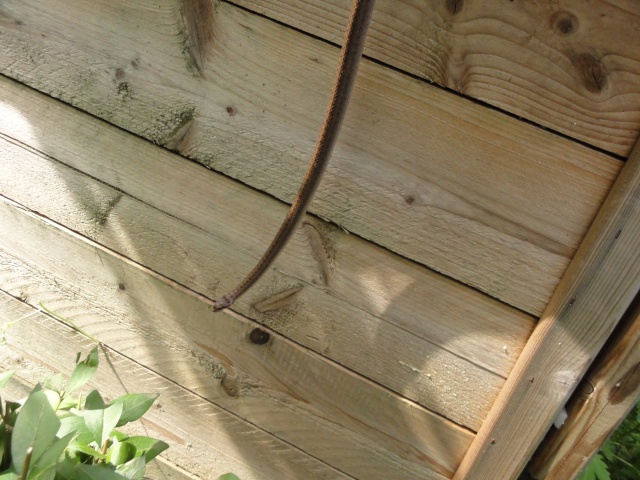 Un de mes locataire dans mon jardin Reptil16