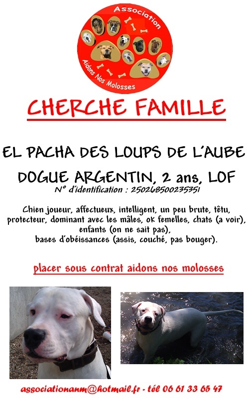 Pacha dogue argentin 2 ans (dépt 93) Aidons Nos Molosses Pacha11