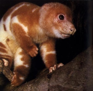 Chine nouvelle espèce Nouvelle Guinée couscous tacheté Spilocuscus maculatus Australie galago primate bush baby septembre 2011 forum animal inconnu Wenling zoo galago