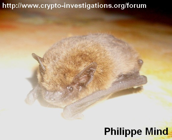 zoologie identification chauve souris moselle chiroptère france murin pipistrelle forum mammifère
