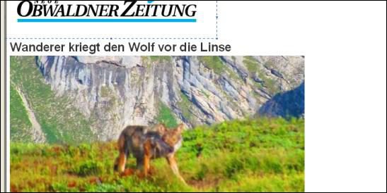 zoologie loup aperçu en Suisse juillet 2011 montagnes de Fürstein Sarnen randonneur Obwald