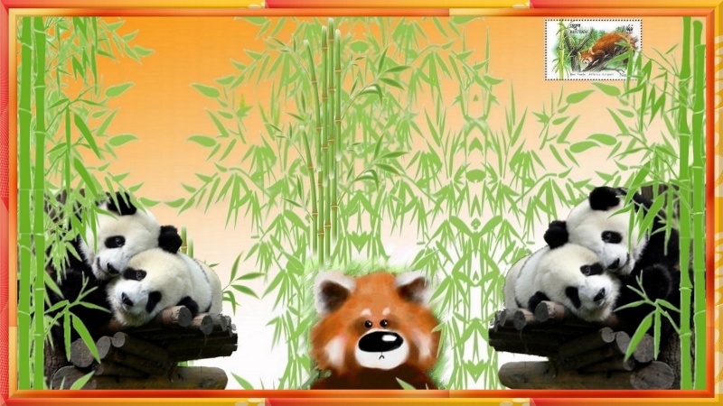 Gagnant concours septembre : "Les pandas" Cra2111