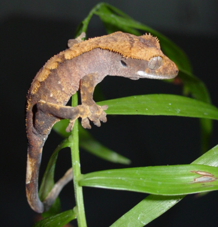 fiche élevage lézard arboricole- rhacodactylus ciliatus Le_rha10