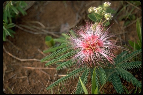 [demande d'identification] Mimosa ssp??? 60666_10