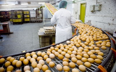 منتجو بيض الاستهلاك يتحركون لتفادي استمرار الأزمة Eggs10