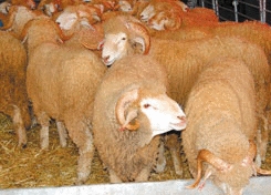 Aid Al Adha : approvisionnement suffisant du marché en animaux (6 millions) destinés au sacrifice Mouton11