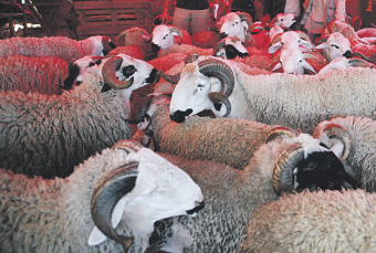 Aïd Al Adha: Gras le mouton, salée la facture  P15_4910