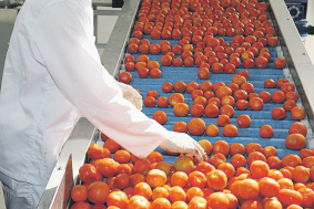 Les prix de la tomate grimpent  P15_6210