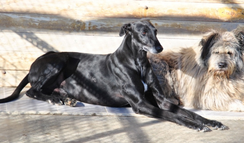 SETRI  -  Galgo  5 ans  -  ASSO  GALGOS FRANCE  (ZARAGOZA  ESPAGNE) Adpca_53