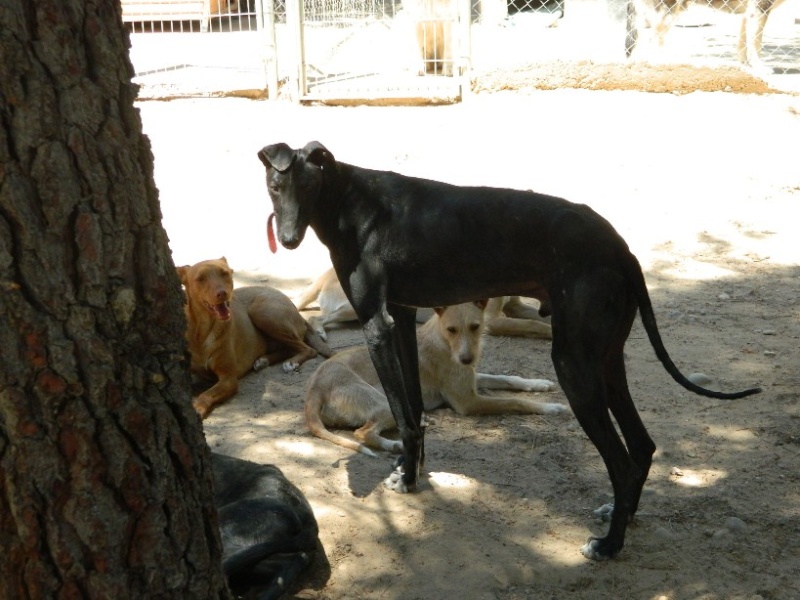 CARLO  -  Galgo  5 ans  -  Asso Galgos France - en fa (18) Dscn1014