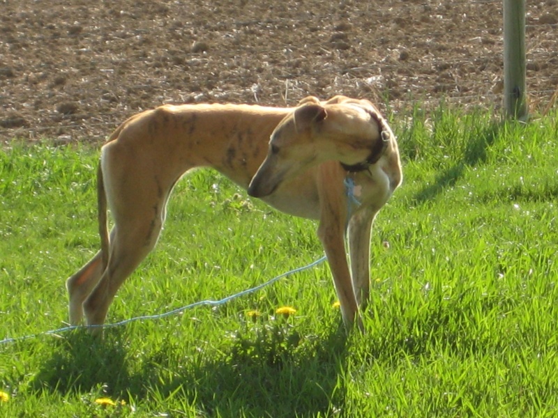 MOURA  -  Galga  3 ans  -  ASSO  GALGOS  FRANCE  - en fa (31) Moura_11