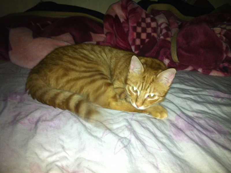  Gallagher, chaton roux environ 2 - 3 mois - M Image10
