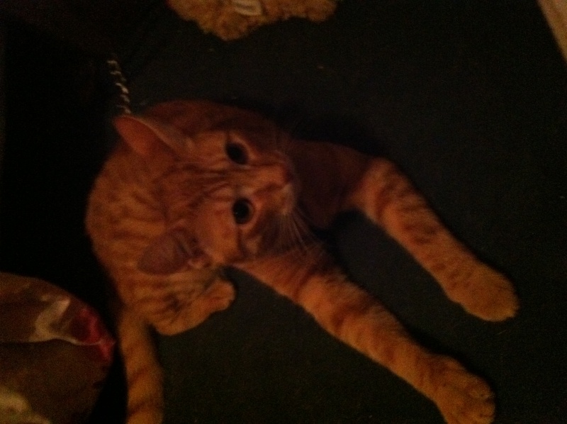  Gallagher, chaton roux environ 2 - 3 mois - M Image111